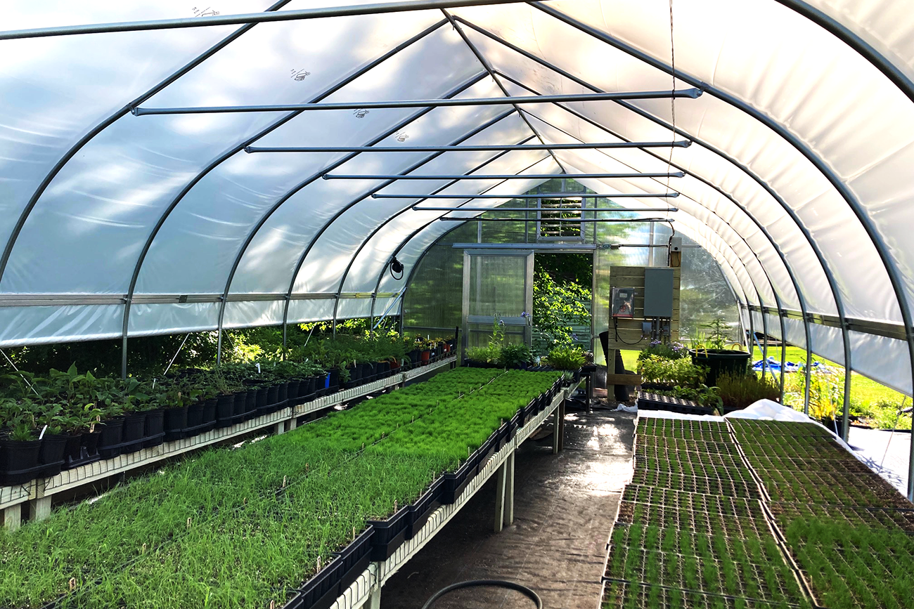 Green Roof Plants